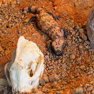 Banded Gila monster : Hamerton : 08 Sep 2018