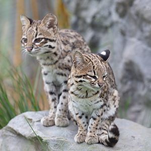 Oncilla : Hamerton : 08 Sep 2018