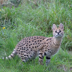 Serval : Hamerton : 08 Sep 2018