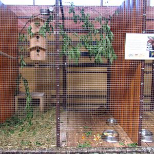 Exotarium, agouti exhibit