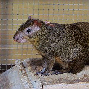 Agouti