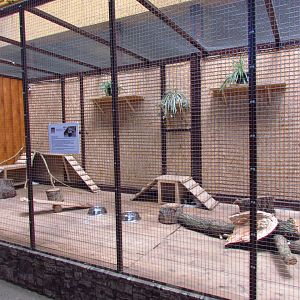 Exotarium, striped skunk exhibit