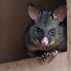 Common brushtail possum : Hamerton : 08 Sep 2018