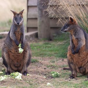 Swamp wallaby : Hamerton : 08 Sep 2018