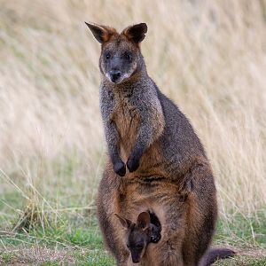 Swamp wallaby : Hamerton : 08 Sep 2018