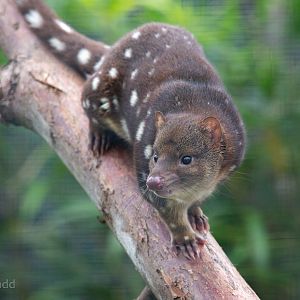 Tiger quoll : Hamerton : 08 Sep 2018