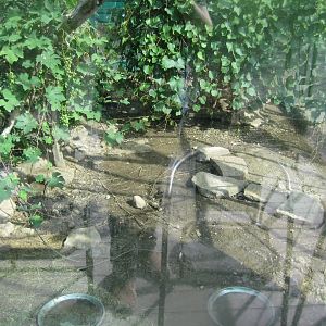 Terrariet Vissenbjerg - Euarium - Marginated tortoise exhibit