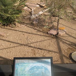 Terrariet Vissenbjerg - Euarium - Hermann's tortoise exhibit