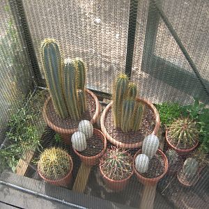Terrariet Vissenbjerg - Euarium - Cacti