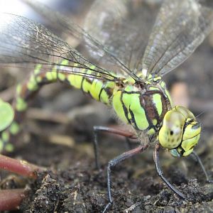 Blue hawker - Aeshna cyanea