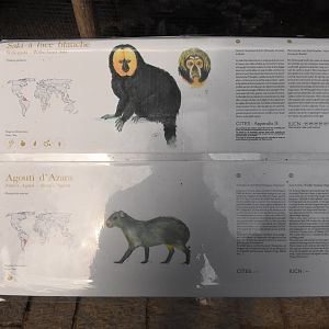 Saki and Agouti sign