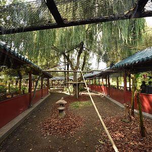Chinese garden - Langurs