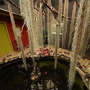 Mersus Emergo - Turtle and Alligator