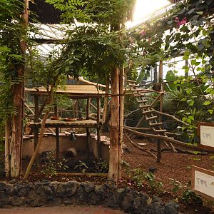 Bear cuscus enclosure
