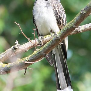 African grey hornbill