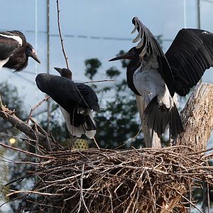 Abdim storks at the nest