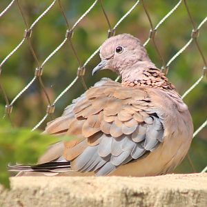 Laughing dove