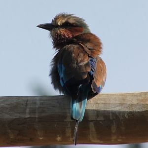 Lilac-breasted roller