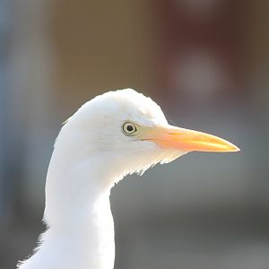 Cattle egret