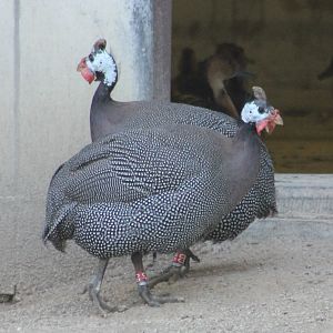 Helmeted guineafowl