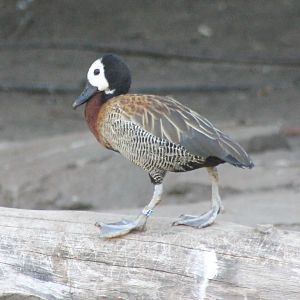 White-faced whistling duck