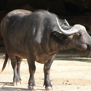 Cape buffalo