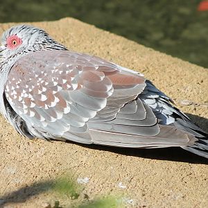 Speckled pigeon