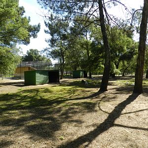 Red-necked Wallaby, walk-through