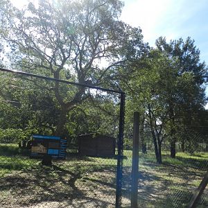 Ring-tailed Lemur enclosure