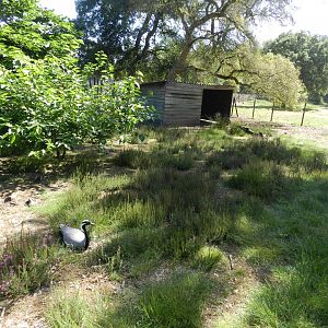 Demoiselle Crane enclosure