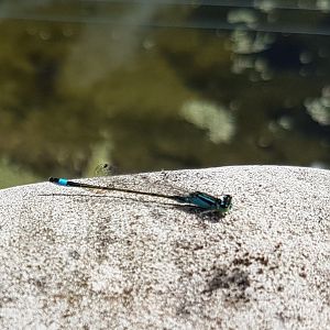 Male Ischnura elegans