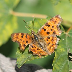 Comma angelwing - Polygonia c-album