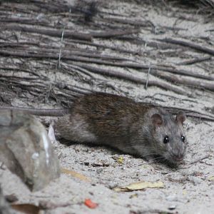 Brown rat