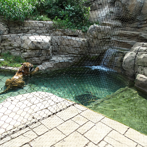 Sep. 2018 - Asian Trek - First Malayan Tiger Exhibit - Pool Viewing