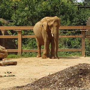 Sep. 2018 - Grasslands Africa - 0.65 Acre Elephant Exhibit (View Between the Bars)