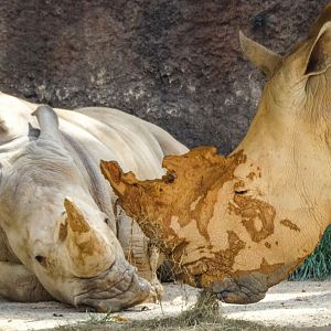 Sep. 2018 - Grasslands Africa - Dolly & Polly