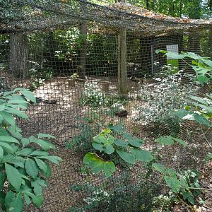 Sep. 2018 - Bald Eagle Exhibit