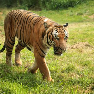 Sep. 2018 - Asian Trek - Malayan Tiger