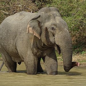 Asian elephant