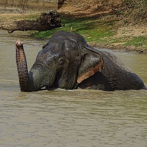Asian elephant