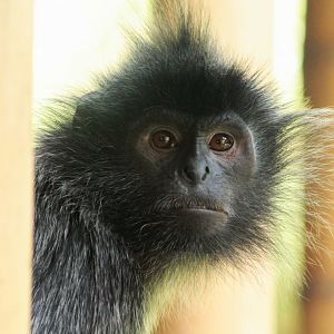 Sep. 2018 - Asian Trek - Silvered Leaf Langur