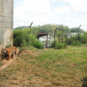 Sep. 2018 - Asian Trek - First Malayan Tiger Exhibit