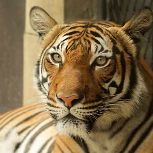 Sep. 2018 - Asian Trek - Malayan Tiger