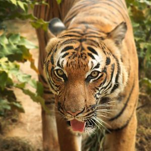 Sep. 2018 - Asian Trek - Malayan Tiger