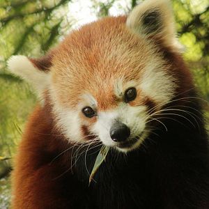 Sep. 2018 - Red Panda Village - Red Panda