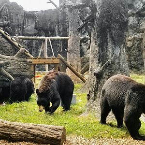 Sep. 2018 - Black Bear Falls