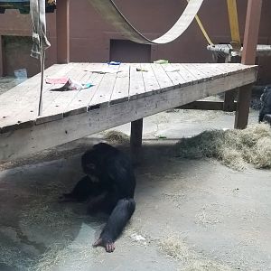 Sep. 2018 - Chimp Ridge - Indoor Chimpanzee Exhibit