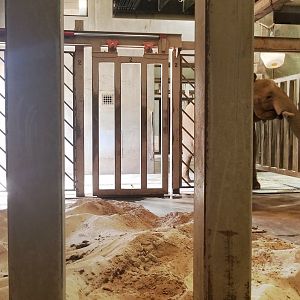 Sep. 2018 - Grasslands Africa - Indoor Elephant Exhibit