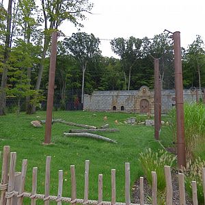 Lion Exhibit - Sept. 2018