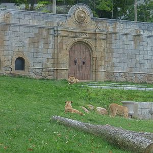 Lion Exhibit - Sept. 2018